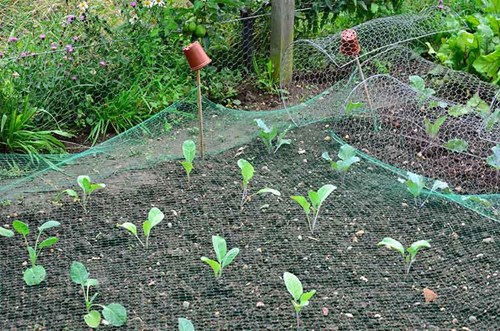 Gardening tip - use netting to protect saplings