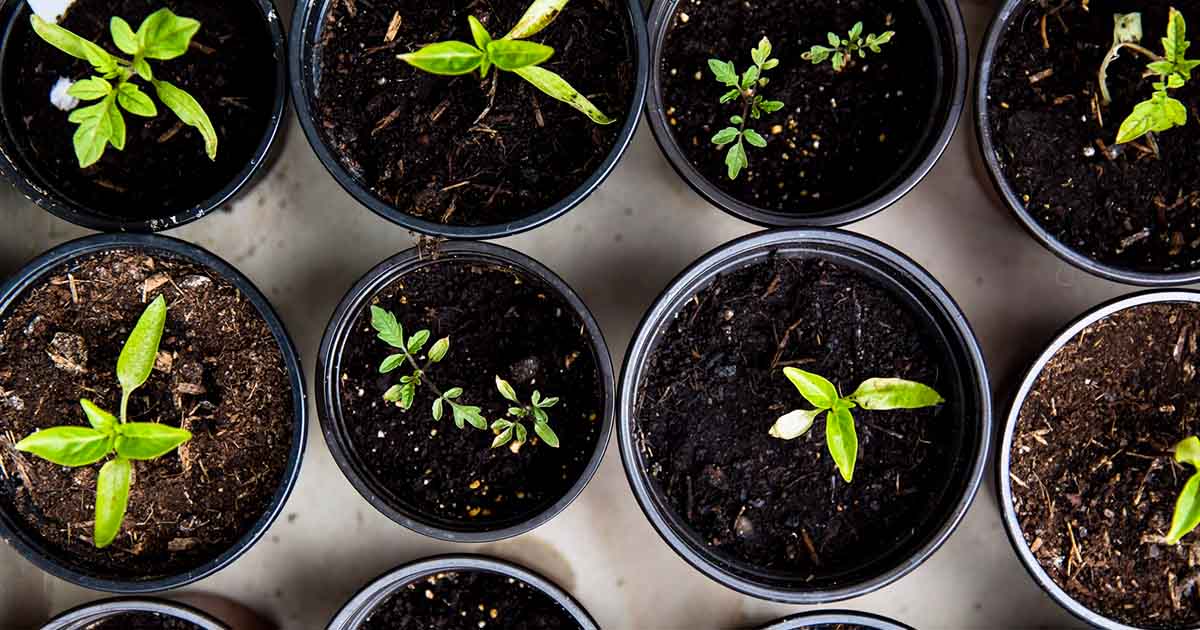 Gardening for beginners made easy with plant pot seedlings