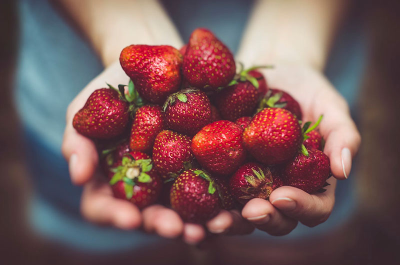 Strawberries grown at home cupped in hands