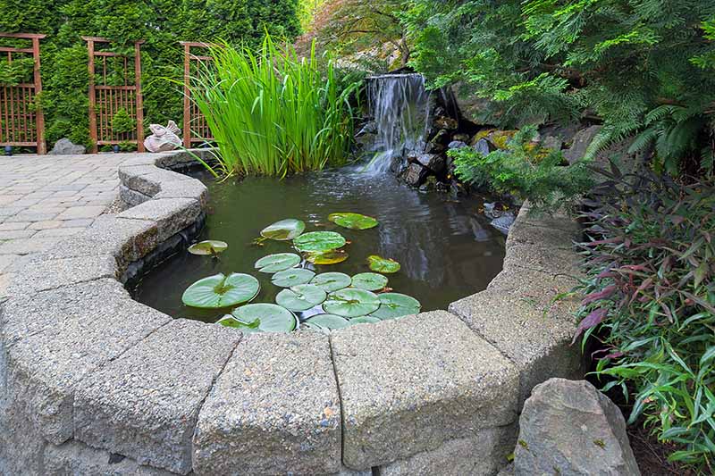 Raised pond in a garden