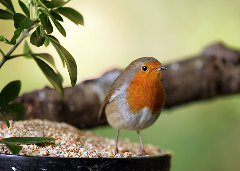 Encourage wildlife with bird feeder in garden - red robin