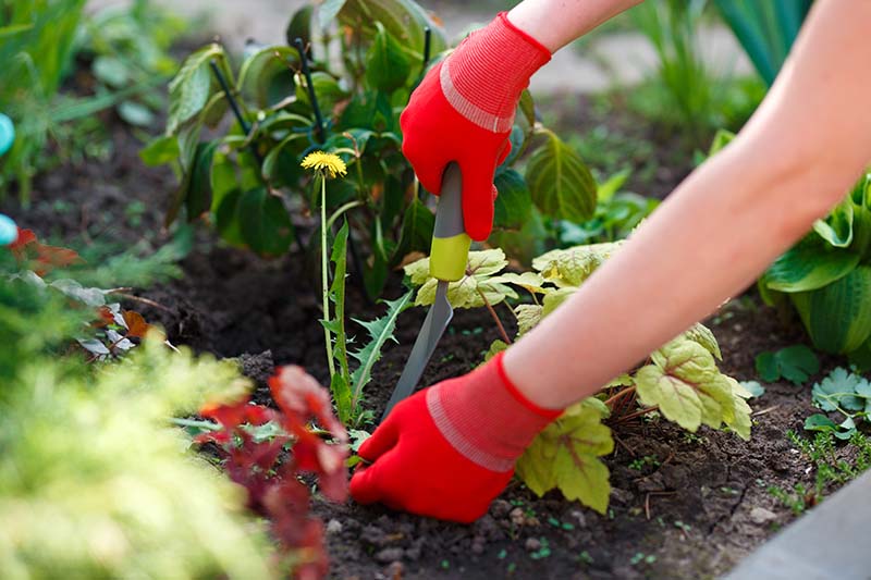 A person removing a weed from a garden flowerbed