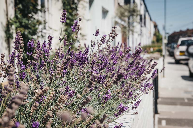 Lavendar flowers in a front garden