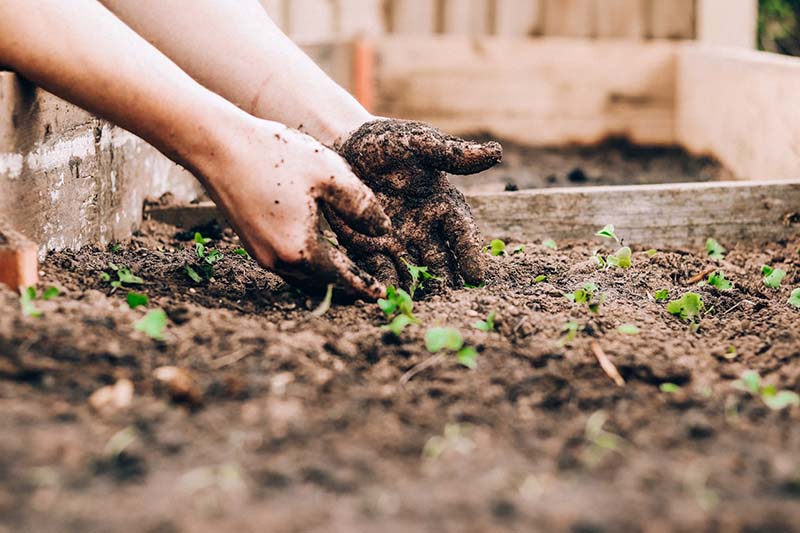 A person's hands tending to a flowerbed