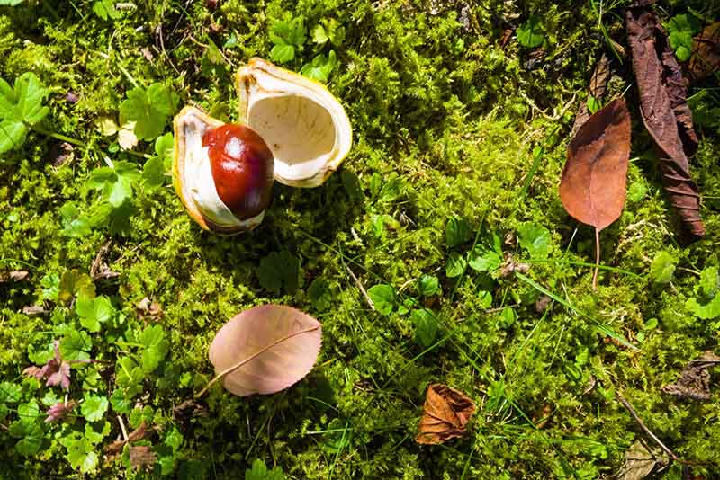 An open chestnut on a moss lawn with leaves