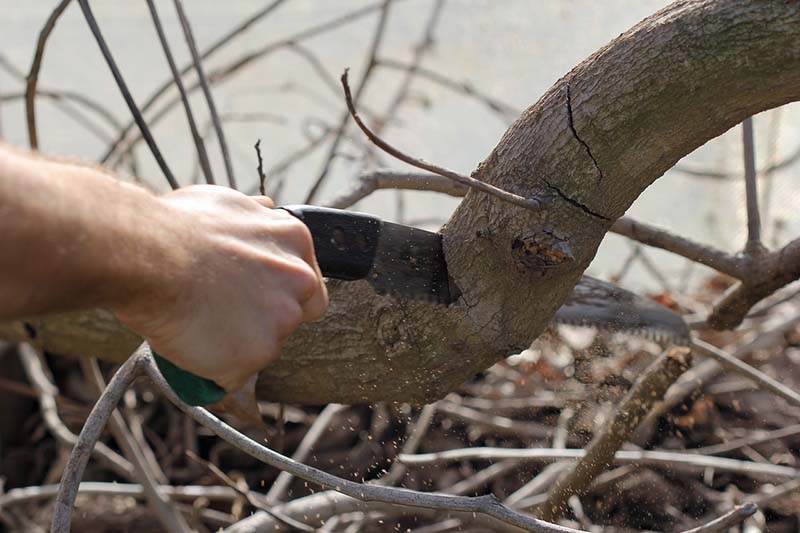 Pruning a tree branch with a pruning saw