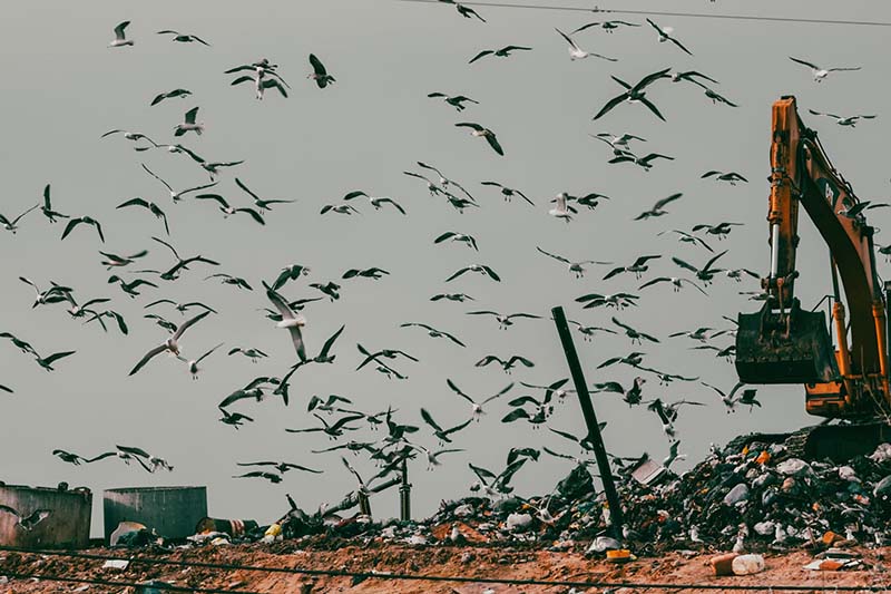 Birds flocking on a landfill site with a digger moving waste