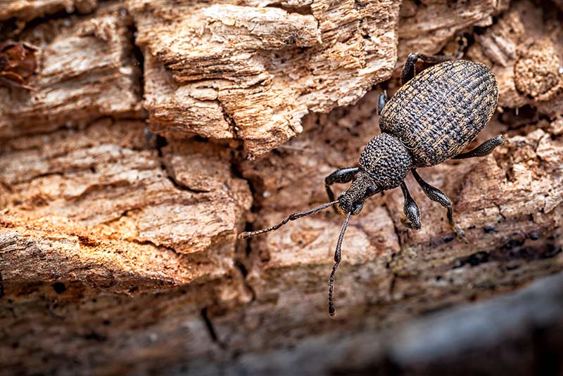 A vine weevil on bark - a common allotment pest