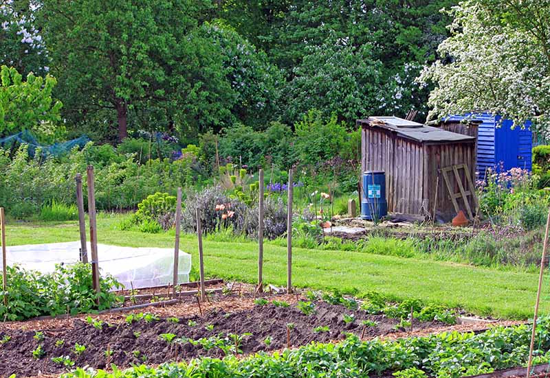 An allotment plot with plants planted for harvesting